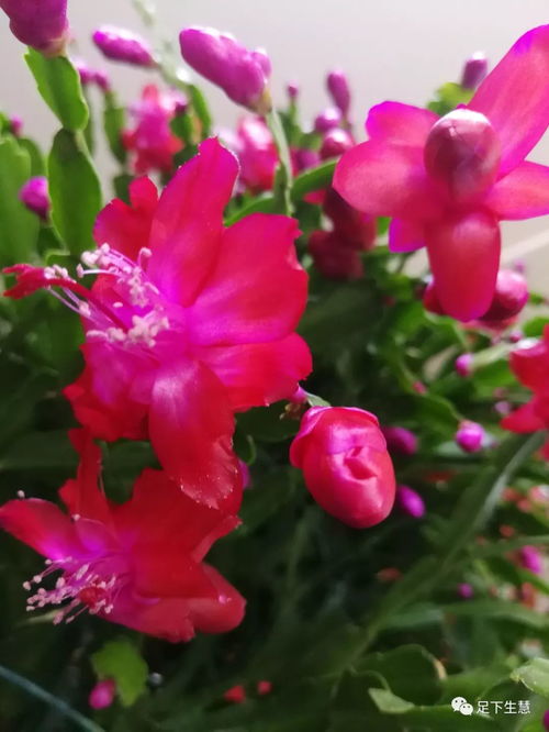 花的图片大全大图