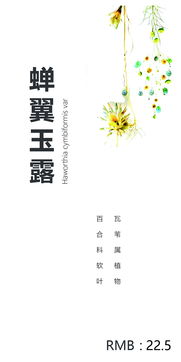 花店鲜花价目表