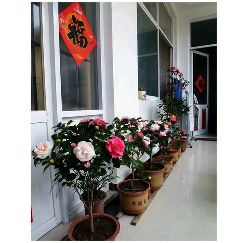 十大最旺家庭养的花