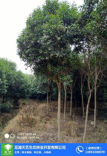 苗木价格查询网