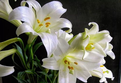 百合花