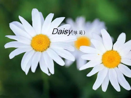花语