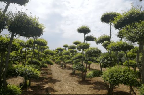 中华苗木网