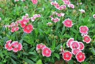 常见100种花卉