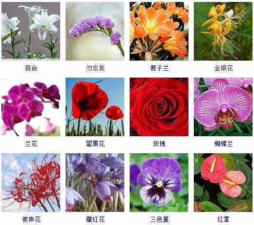 花卉大全500种图片