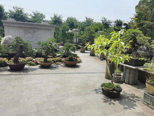 庭院十大吉祥之树