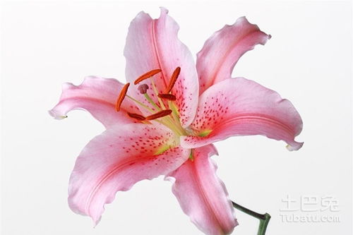 百合花语