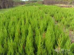 苗木求购网