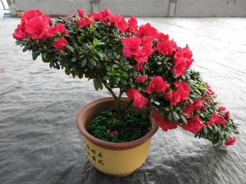 杜鹃花