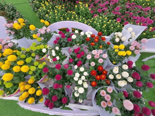 各种鲜花图片大全