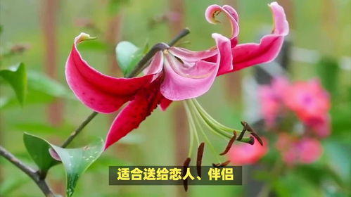 各种花的花语和寓意
