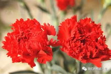 花语是疯子的花