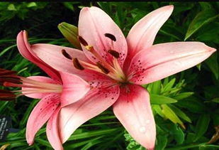 百合花的寓意