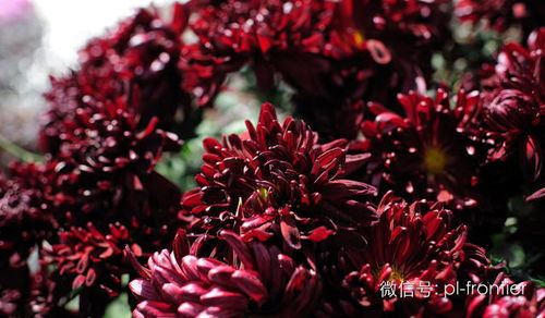 象征光明和黑暗并存的花