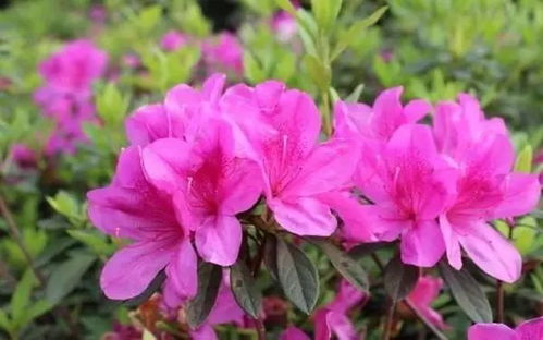 杜鹃花图片