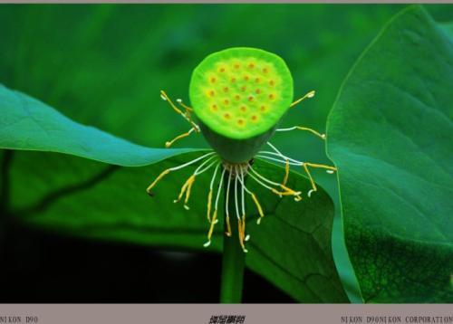 植物传播种子的方法有哪些