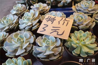 50元能在花店买什么花