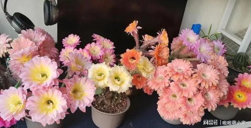 风水里最吉祥的花