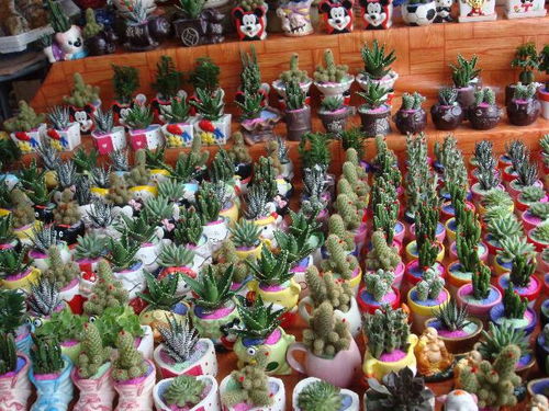 附近鲜花批发市场在哪里
