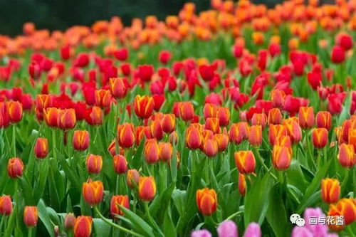 郁金香花语是什么