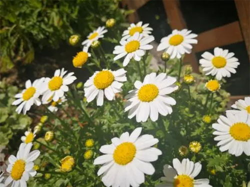 小雏菊的花语和寓意