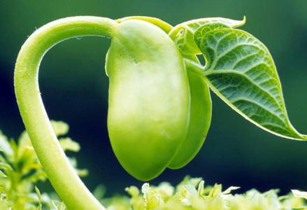 植物怎么传播种子大全