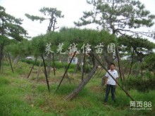 苗木基地