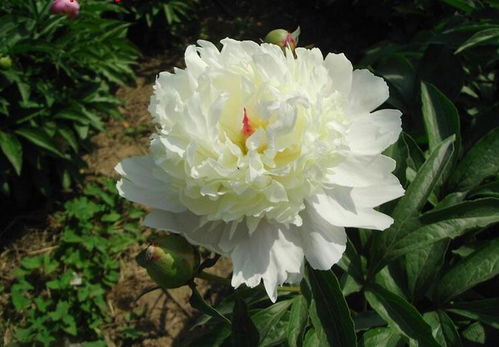 芍药为什么叫鬼花