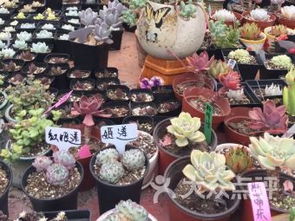 上海花店