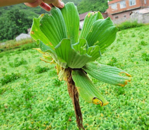 正常异性朋友送什么花