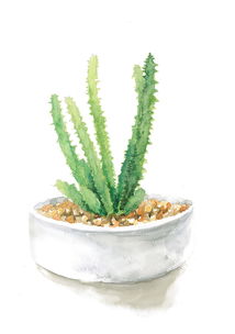 植物图片大全
