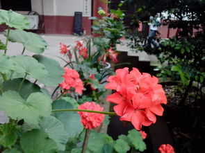多年生草本花卉