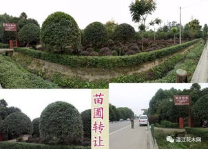 苗木网最新求购信息