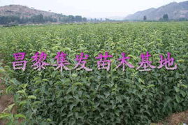 最新苗木求购信息597苗木网