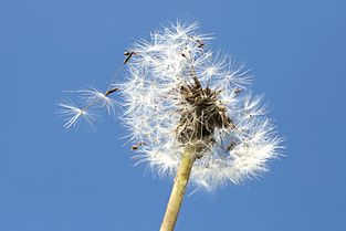 植物传播方法100种