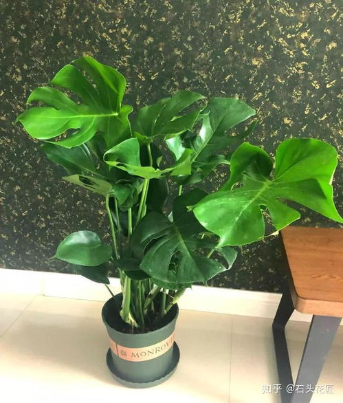 龟背竹