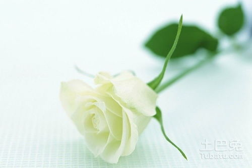 送一朵玫瑰花代表什么