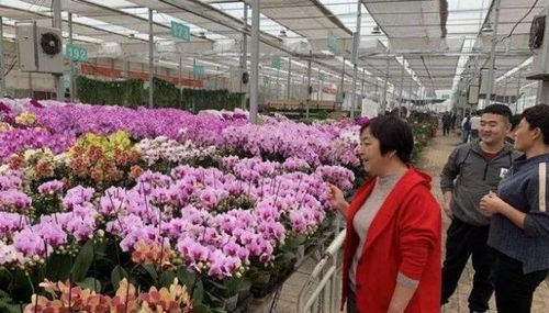 深圳鲜花批发市场