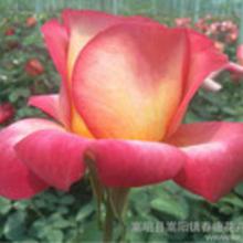 云南鲜花批发哪个平台最便宜