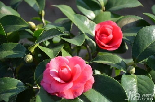 山茶花的花语是什么