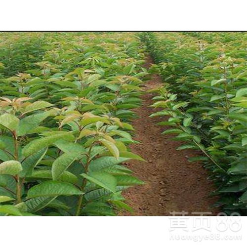 苗木求购信息网