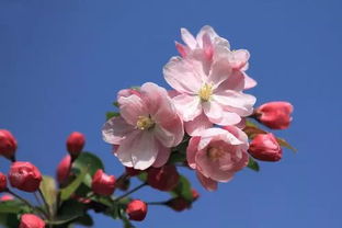 一月什么花二月什么花三月什么花