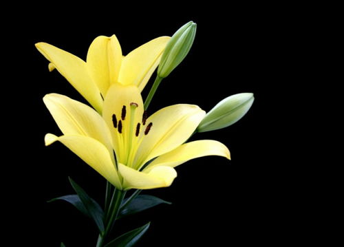 黄百合花语