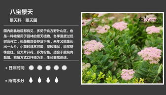 800种多肉图鉴大全