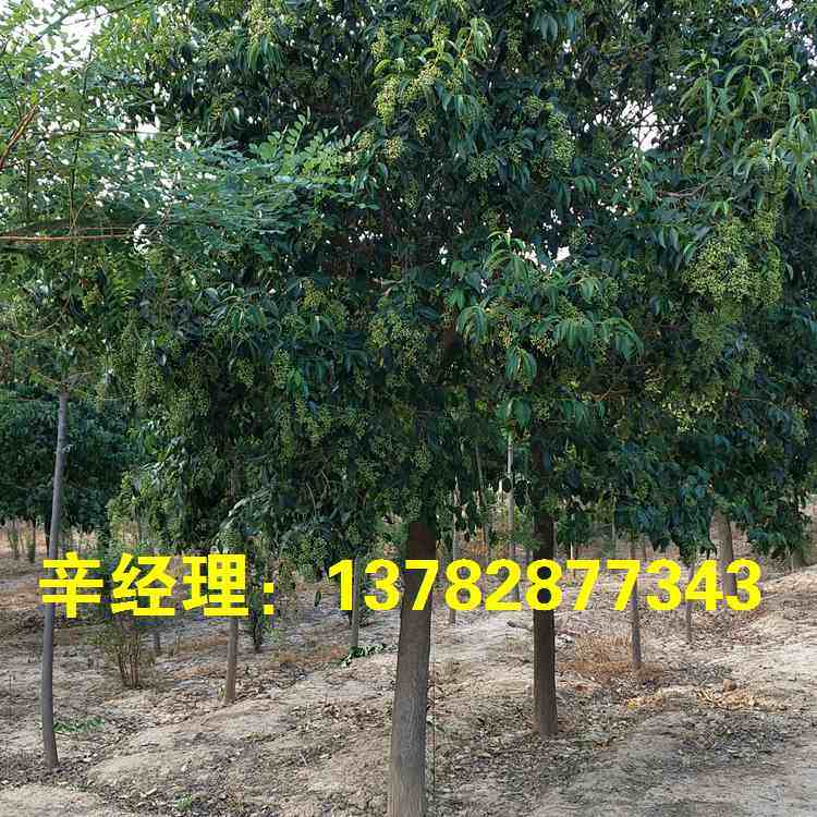大叶女贞是乔木还是灌木