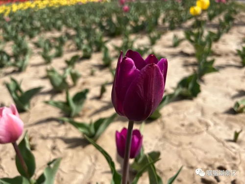 郁金香的浪漫花语