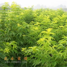 免费苗木求购网