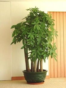 室内种什么植物风水最好