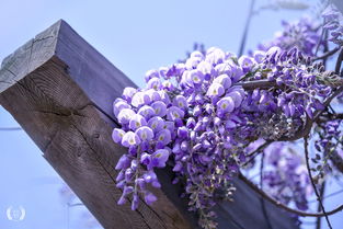 紫藤花图片