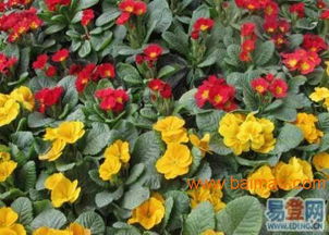 北京大型花卉批发市场